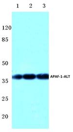 APAF1 Antibody in Western Blot (WB)