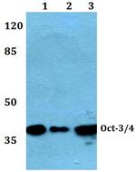 OCT3/4 Antibody in Western Blot (WB)