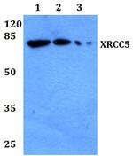 Ku80 Antibody in Western Blot (WB)