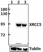 Ku80 Antibody in Western Blot (WB)