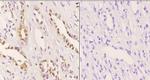 MDM2 Antibody in Immunohistochemistry (Paraffin) (IHC (P))