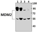 MDM2 Antibody in Western Blot (WB)