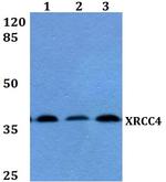 XRCC4 Antibody in Western Blot (WB)