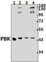 PBK Antibody in Western Blot (WB)