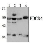 PDCD4 Antibody in Western Blot (WB)
