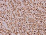 IRF2 Antibody in Immunohistochemistry (Paraffin) (IHC (P))