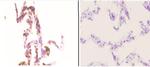 NBS1 Antibody in Immunohistochemistry (Paraffin) (IHC (P))