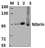 NBS1 Antibody in Western Blot (WB)