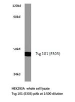 TSG101 Antibody in Western Blot (WB)
