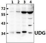 UNG Antibody in Western Blot (WB)