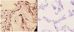 14-3-3 gamma Antibody in Immunohistochemistry (Paraffin) (IHC (P))