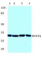 14-3-3 gamma Antibody in Western Blot (WB)