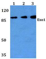 EXO1 Antibody in Western Blot (WB)