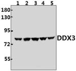 DDX3 Antibody in Western Blot (WB)