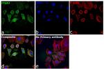 ITGA3 Antibody in Immunocytochemistry (ICC/IF)