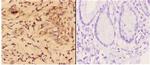 4EBP1 Antibody in Immunohistochemistry (Paraffin) (IHC (P))