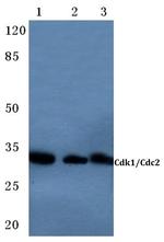 CDK1 Antibody in Western Blot (WB)