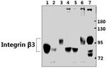 CD61 Antibody in Western Blot (WB)