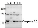 Caspase 10 Antibody in Western Blot (WB)