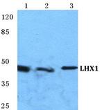 LIM1 Antibody in Western Blot (WB)