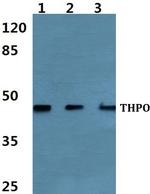 Thrombopoietin Antibody in Western Blot (WB)