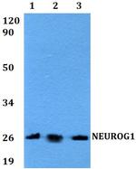 Neurogenin 1 Antibody in Western Blot (WB)