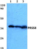 Prostasin Antibody in Western Blot (WB)