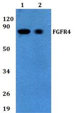 FGFR4 Antibody in Western Blot (WB)