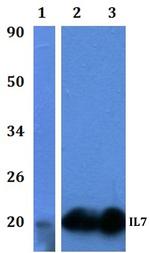 IL-7 Antibody in Western Blot (WB)