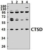 Cathepsin D Antibody in Western Blot (WB)