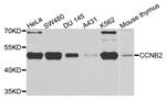 Cyclin B2 Antibody in Western Blot (WB)