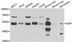 XIAP Antibody in Western Blot (WB)