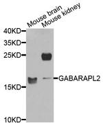 GABARAPL2 Antibody in Western Blot (WB)