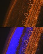 GAD67 Antibody in Immunocytochemistry (ICC/IF)