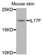 IL-17F Antibody in Western Blot (WB)