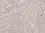 ACAT1 Antibody in Immunohistochemistry (Paraffin) (IHC (P))