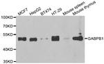 GABPB1 Antibody in Western Blot (WB)