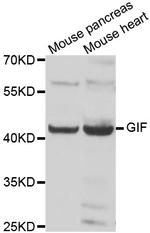 GIF Antibody in Western Blot (WB)