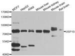 USP10 Antibody in Western Blot (WB)