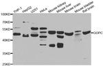 PIST Antibody in Western Blot (WB)