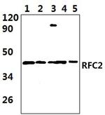 RFC2 Antibody in Western Blot (WB)