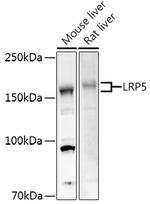 LRP5 Antibody in Western Blot (WB)