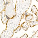 Cytokeratin 19 Antibody in Immunohistochemistry (Paraffin) (IHC (P))