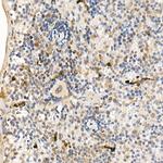 c-Abl Antibody in Immunohistochemistry (Paraffin) (IHC (P))