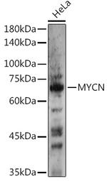 n-Myc Antibody in Western Blot (WB)