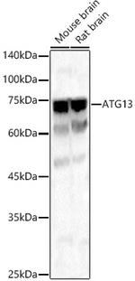 ATG13 Antibody in Western Blot (WB)