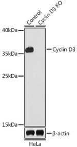 Cyclin D3 Antibody in Western Blot (WB)