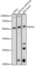 ELK1 Antibody in Western Blot (WB)