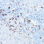 cIAP2 Antibody in Immunohistochemistry (Paraffin) (IHC (P))