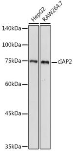 cIAP2 Antibody in Western Blot (WB)